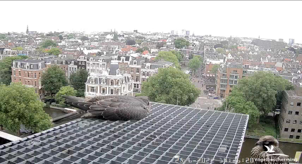 Amsterdam/Rijksmuseum screenshots © Beleef de Lente/Vogelbescherming Nederland - Pagina 32 Video-2022-06-25-142845-Moment-5
