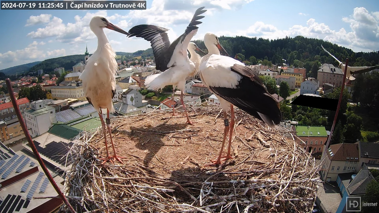 Tiešraidē no stārķa ligzdas uz alus darītavas skursteņa Trutnovā 12-46-1 screenshot (2)