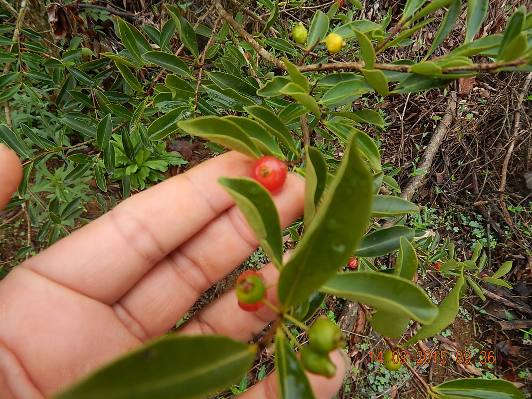 Eugenia Speciosa 1