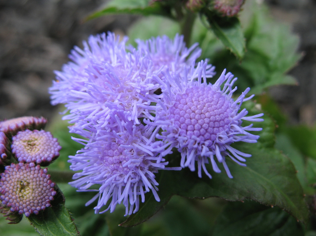 Lawn and Gardens 05.28.2017  (18)