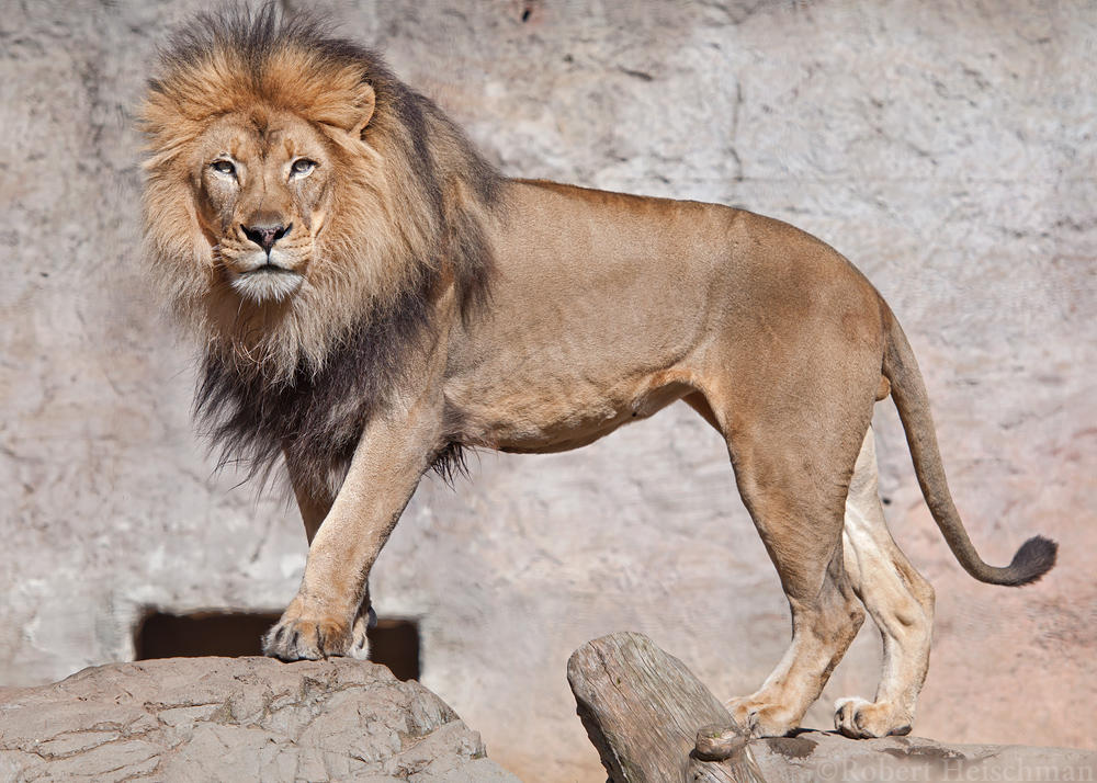 african-lion-2070-by-robbobert-db9kbfd-fullview.jpg