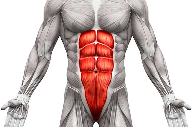 Abdominal-Section