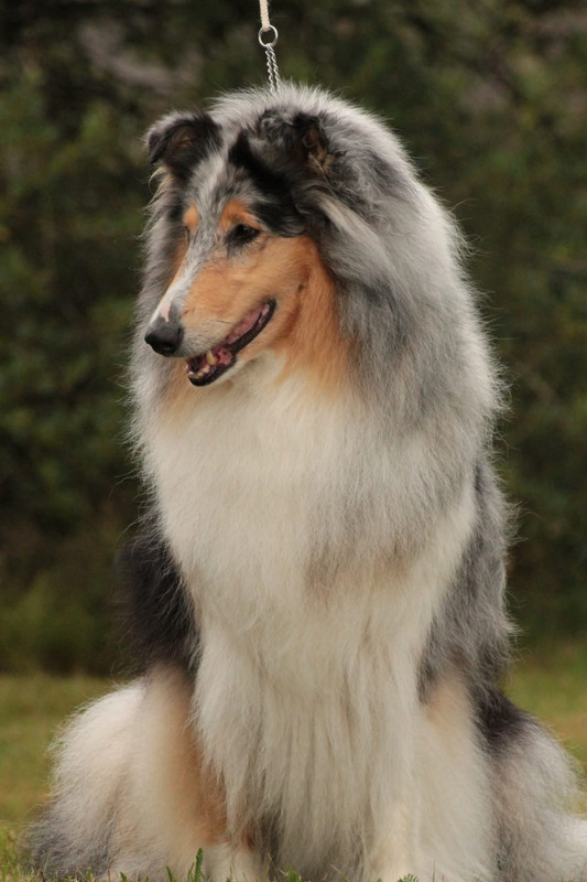 Pitkäkarvainen collie, Merry Moonray's Amarillo Starlight