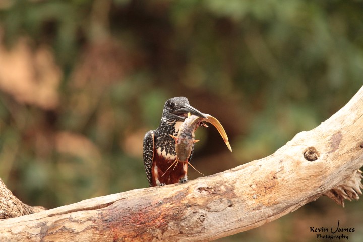 IMG_7064-Giant Kingfisher (Small)