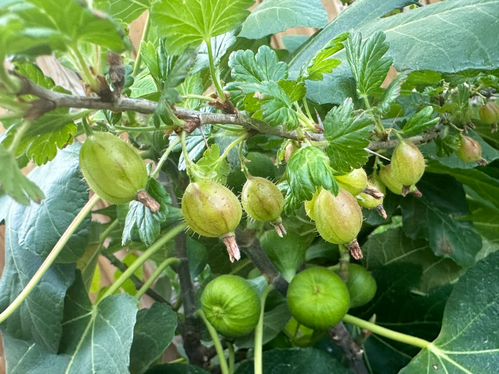 gooseberries-2.jpg