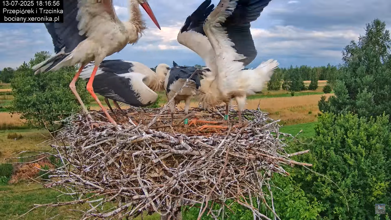 13072025bociany47