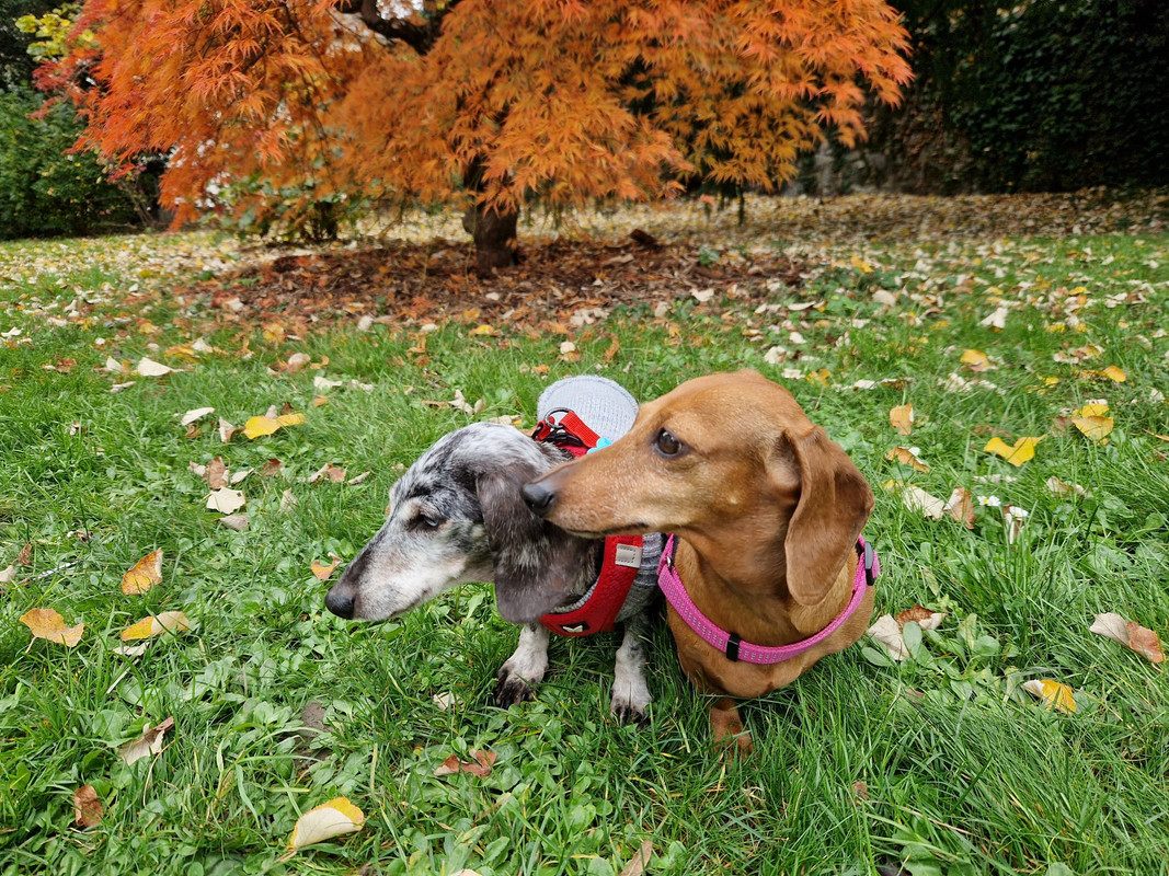 [Image: 20241108-123112.jpg]