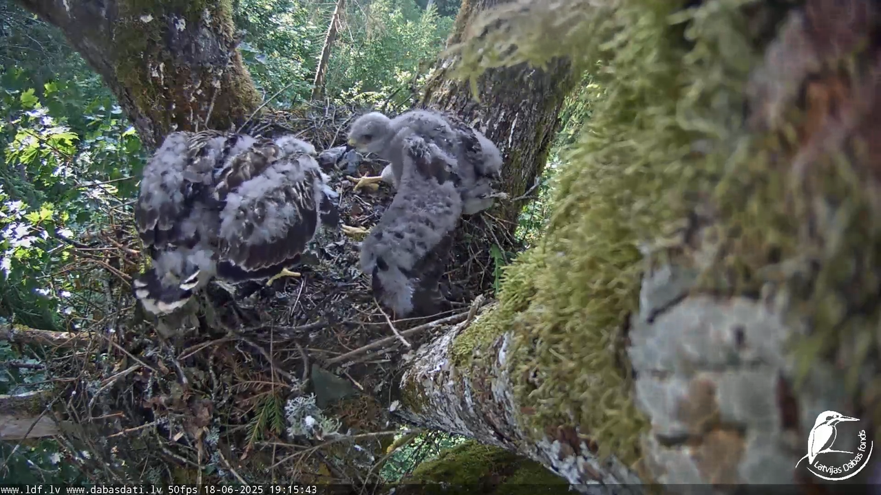 Melnās klijas (Milvus migrans) Kurzemē_ peļu klijāni (Buteo buteo) 14-55-7 screenshot