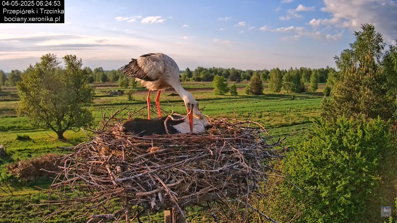 04052025bociany10
