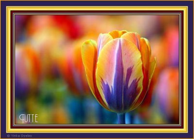 Tulip-Paintedbythe-Master