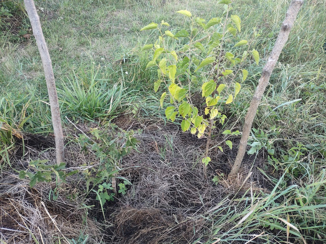 Nigra_IMG_20250914_183958908