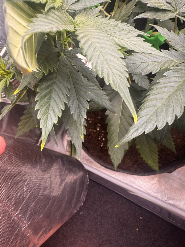 leaf