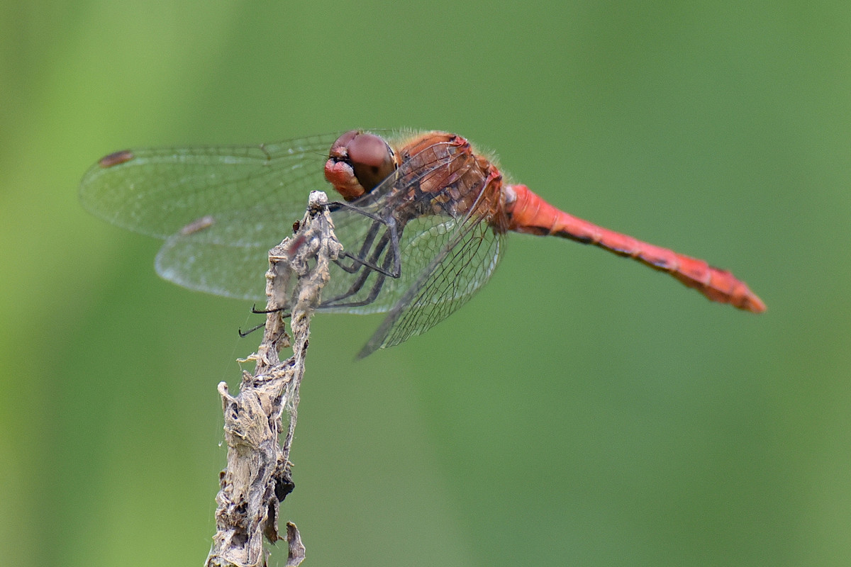 Sympétrum sanguin_003