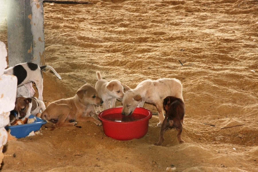 IMG-8286ab90a0d284cd32a79c982c3388cc-V-1