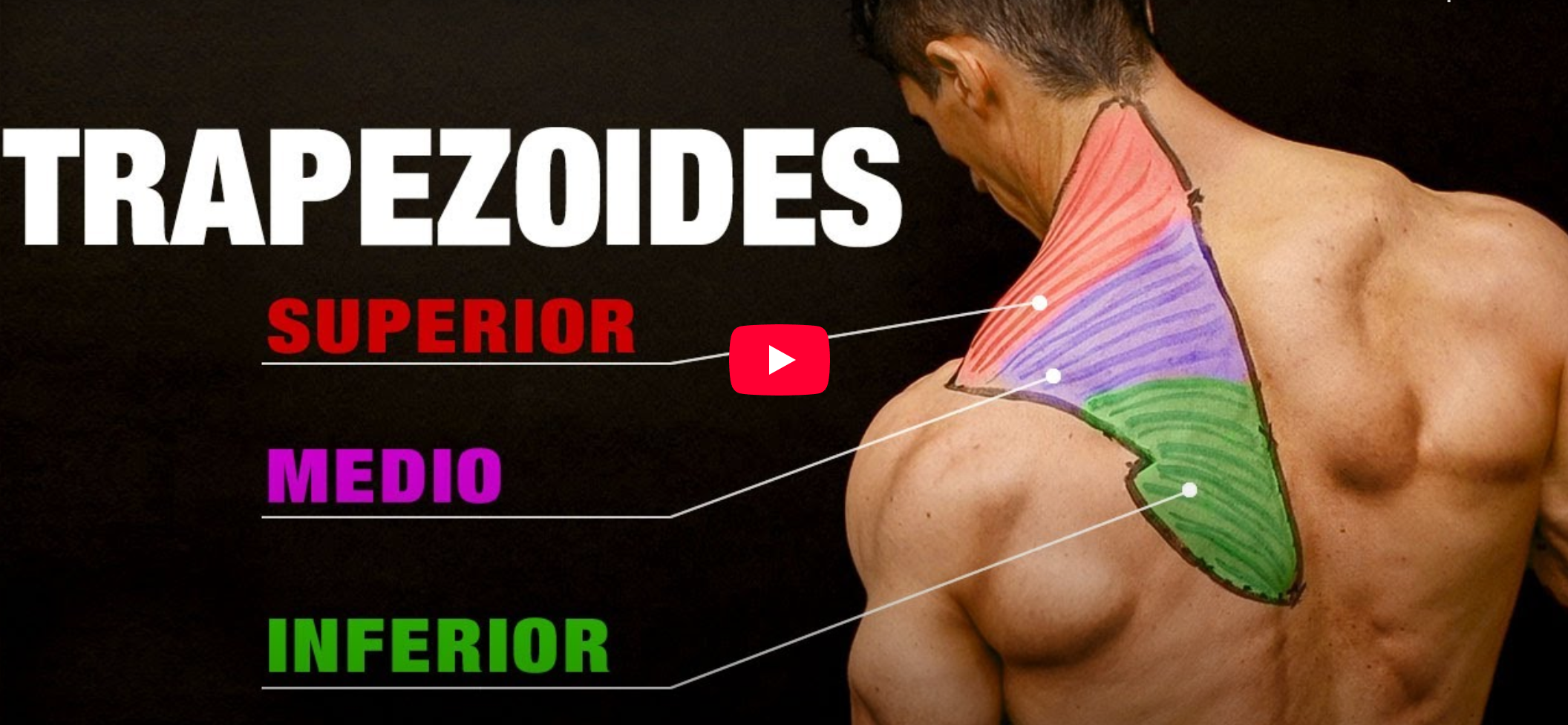 m-sculo-trapecio-hombre.png