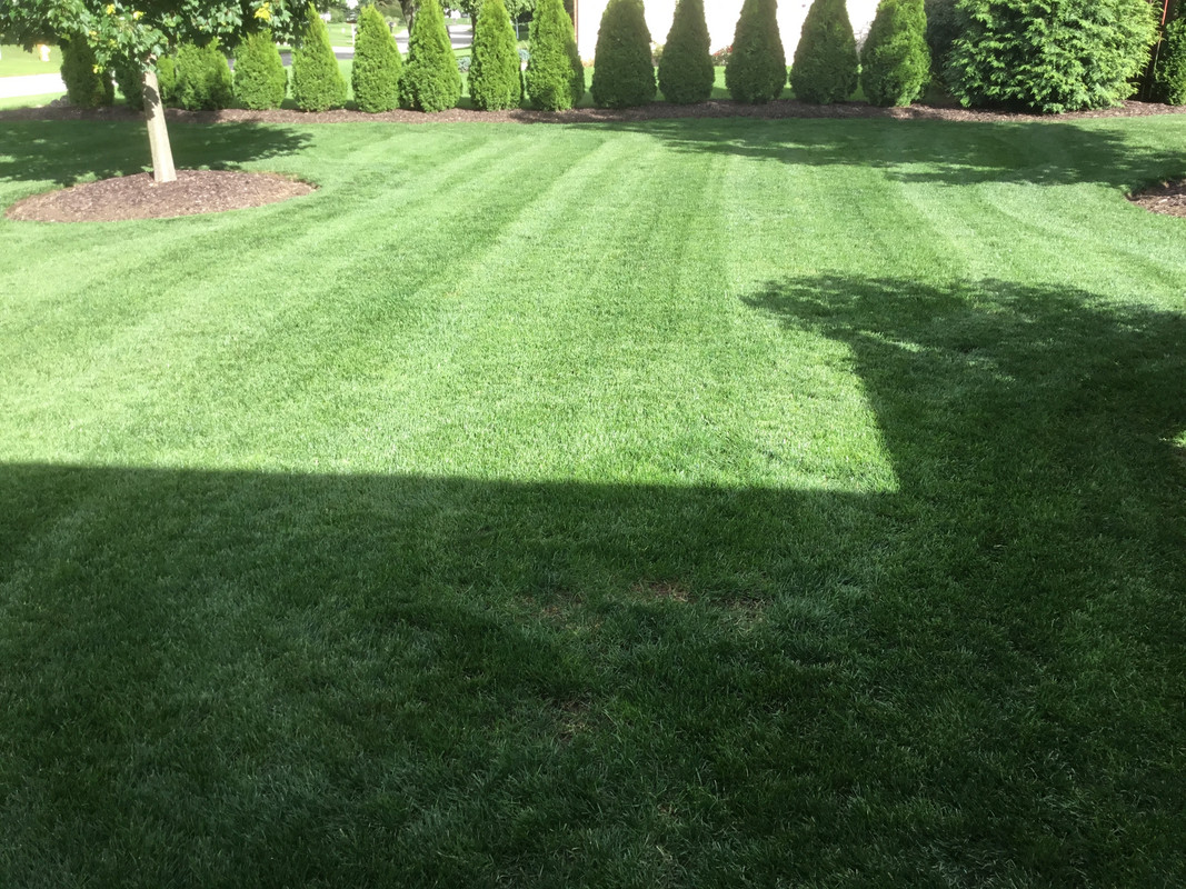 Wolverines Lawn Renovation with a Poa Trivialis twist Page 5 Lawn Care Forum