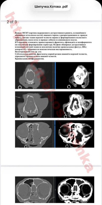 photo 5397590817020516219 y