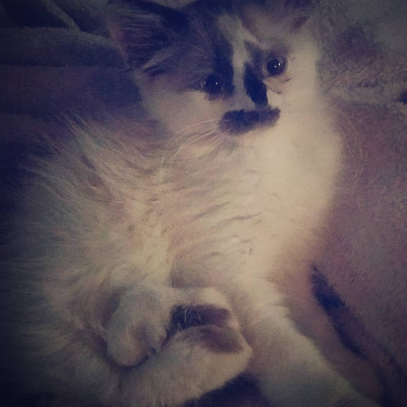 Snap Insta to 220333378 1217281882032316 4576610999595904504 n