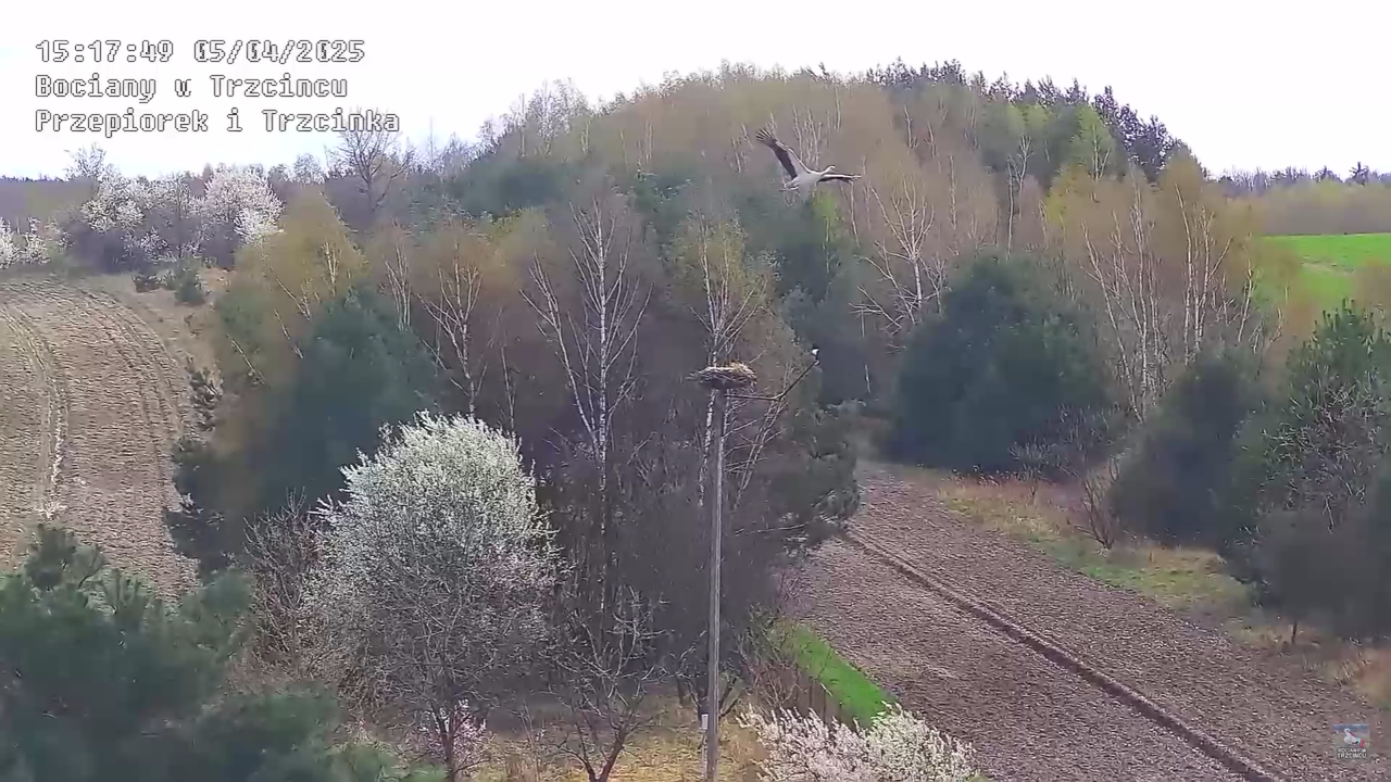 05042025paresekundwgniezdzie_31