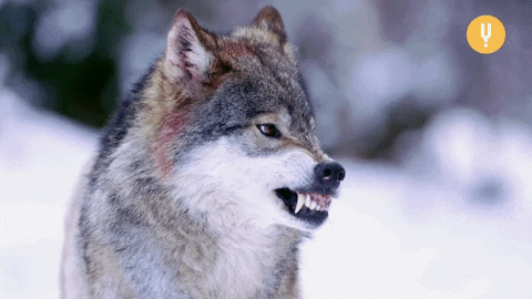 jax15.gif