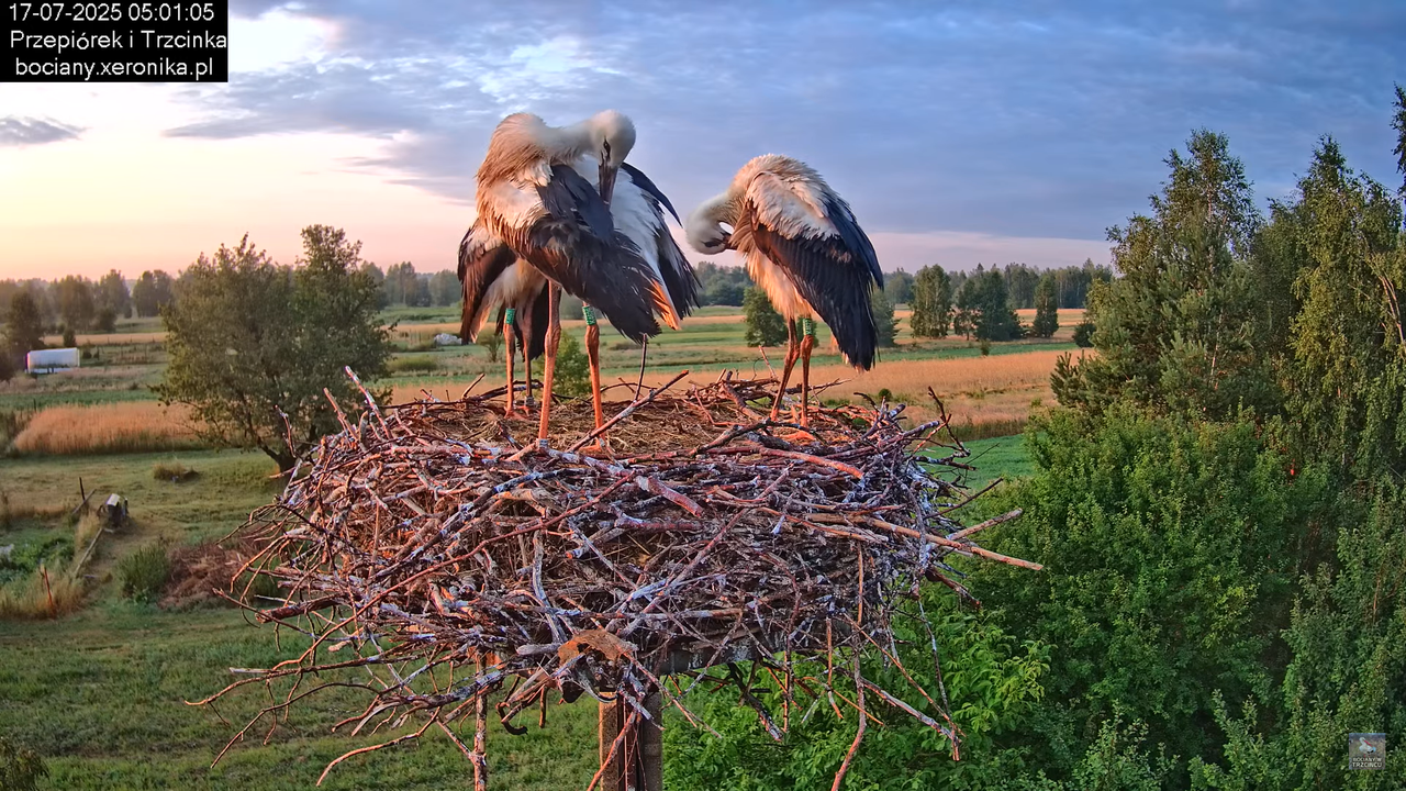 17072025bociany3