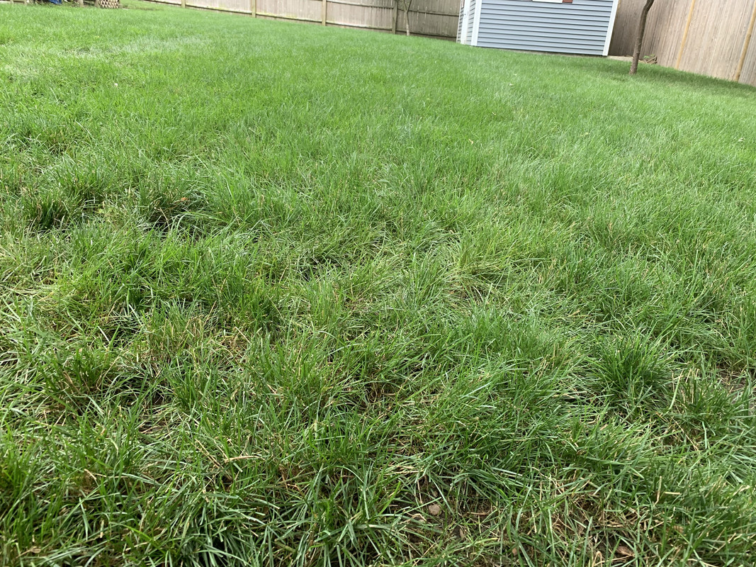 Lawn2