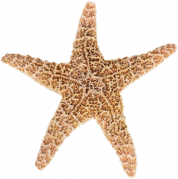 Elements (42)