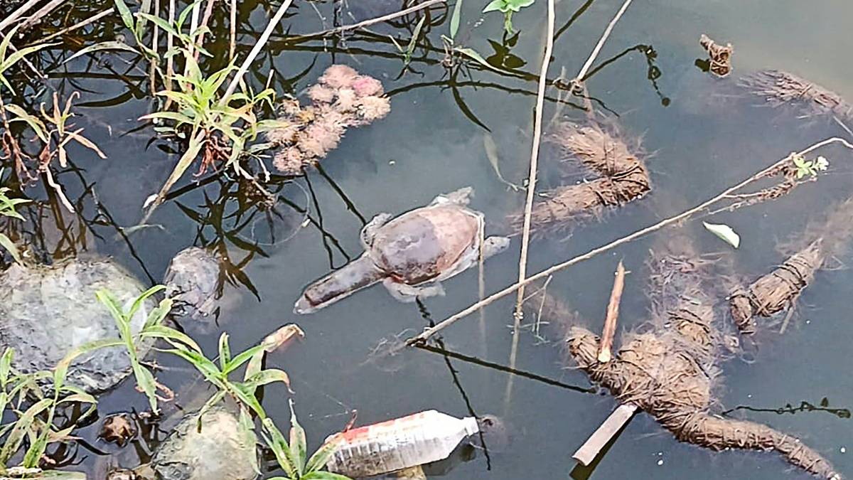 Tortugas aparecen muertas en India, aparentemente las envenenaron