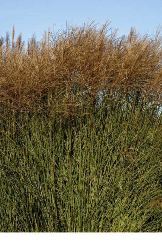 2137114D-A184-4085-B092-F5E8AAF3C92B