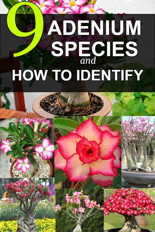 adenium-species-list-identification.jpg