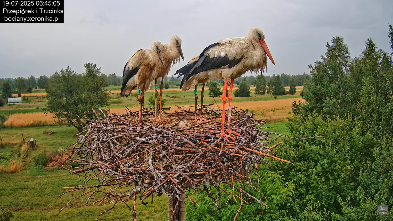 19072025bociany4