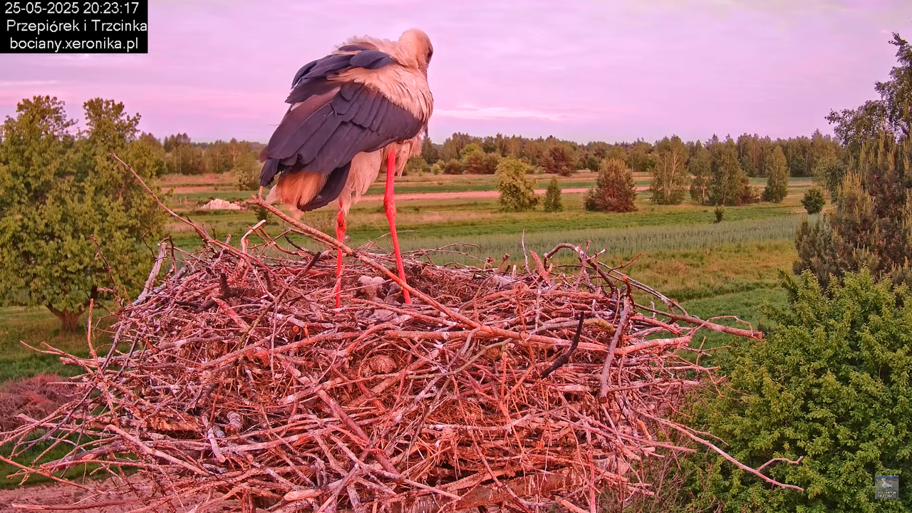 25052025bociany37