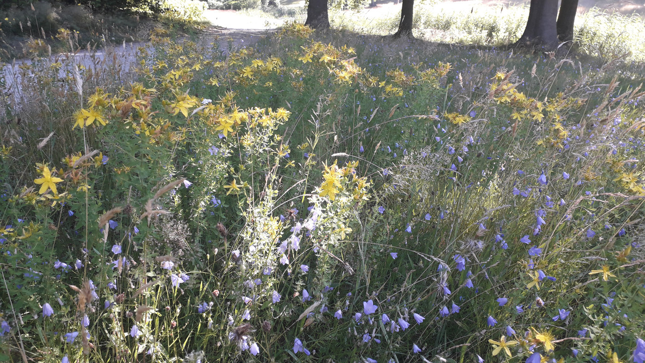 [Image: 20190629-090912.jpg]