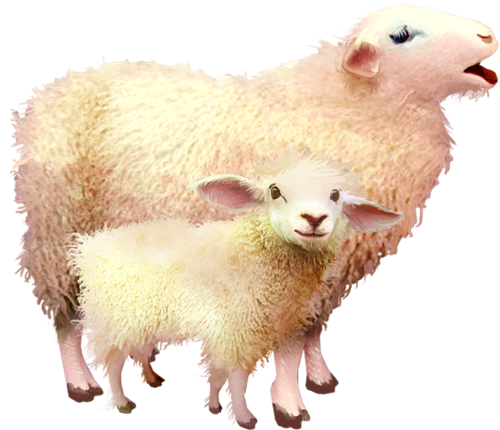 animal-mouton