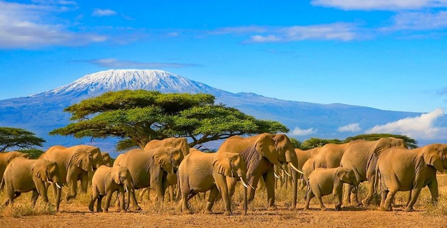 Quick Tanzania Safari: Experience & Explore