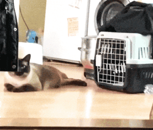 89.gif