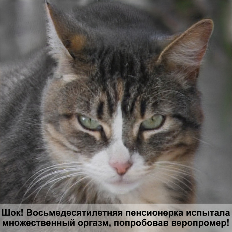 как ставить укол кошке