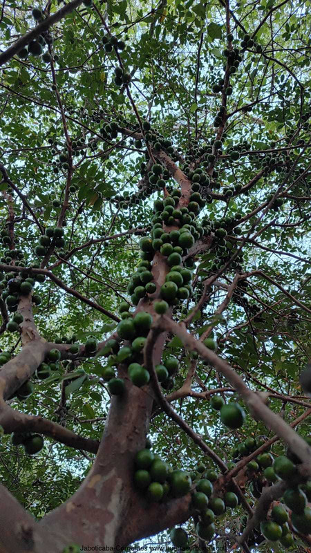 Huertasurbanas_com-5.jpeg-20231001_201759Jaboticaba-Corrientes