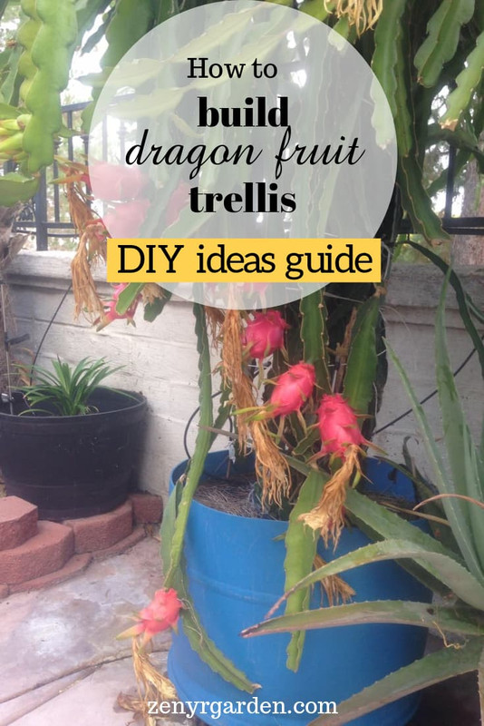 how-to-build-dragon-fruit-trellis.jpg
