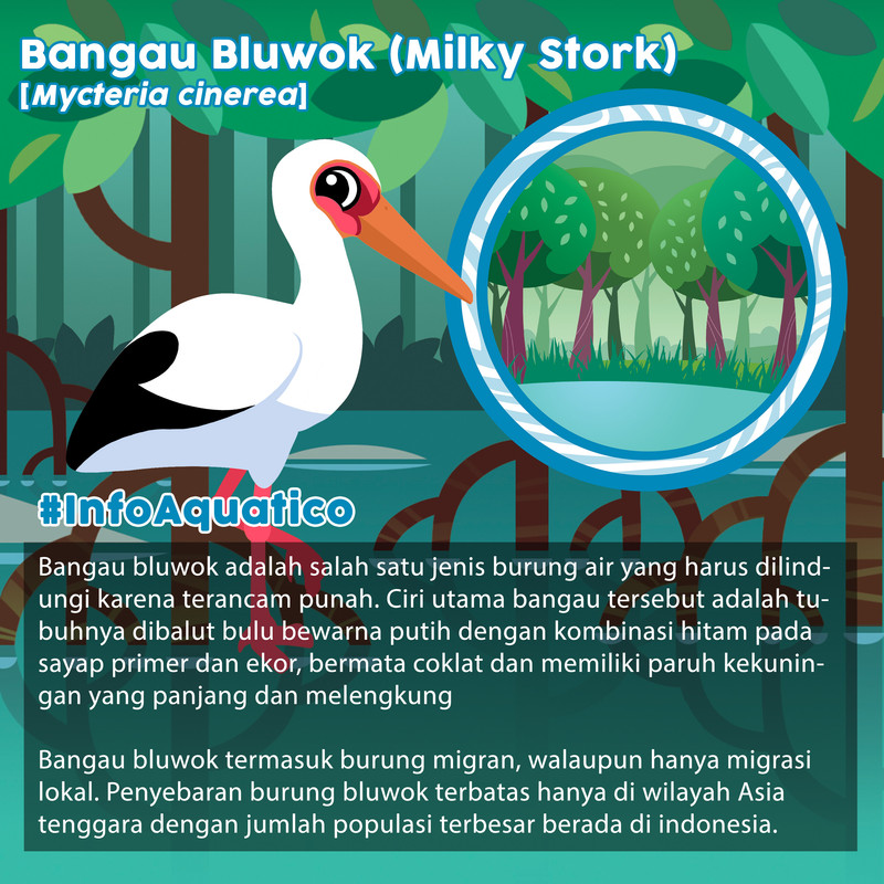 bangau bluwok