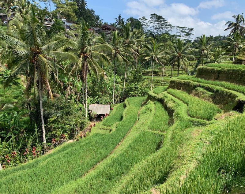 Singapur e Indonesia 2018 - Blogs of Indonesia - Bali (arrozales y templos) (6)