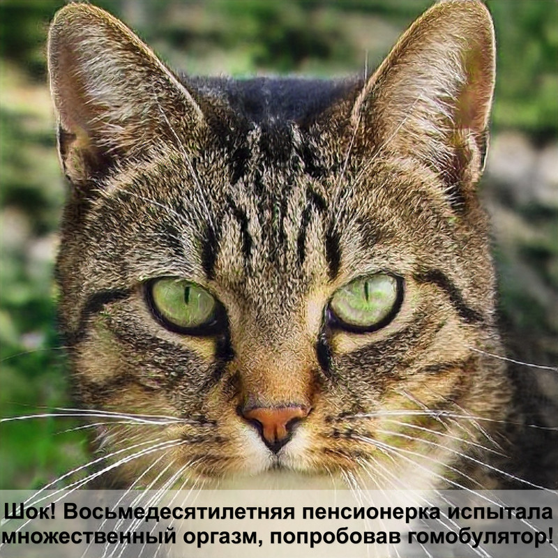 глистогонные таблетки для кошек