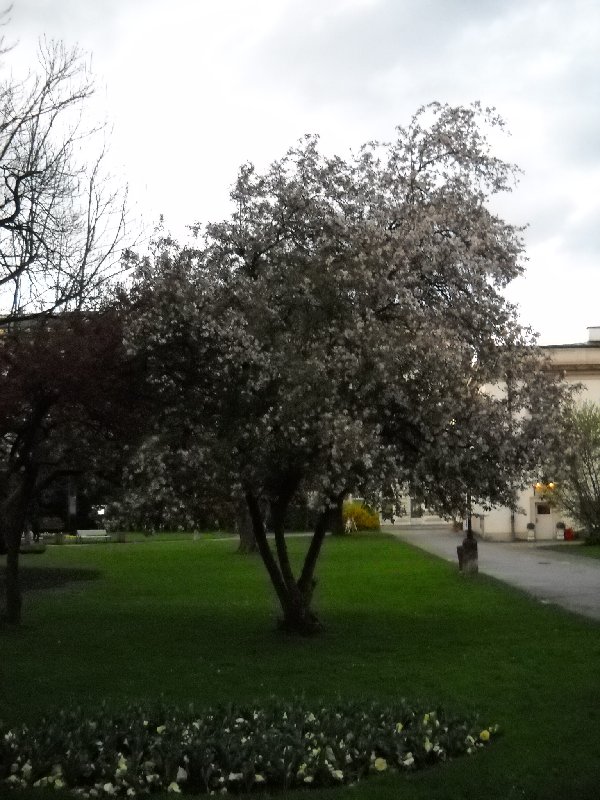 Slika