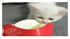 kitty with fries