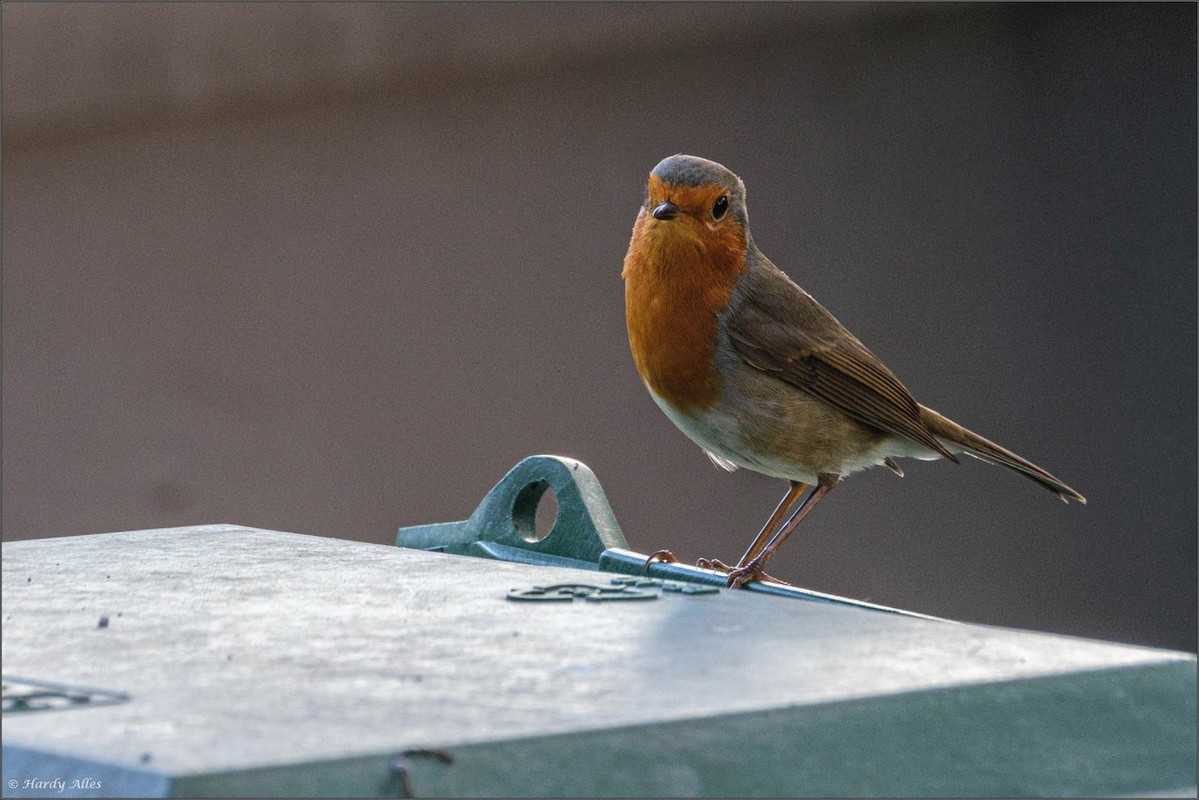 XT4H5034 2023 Vögel am Balkon LR ERWZ FB