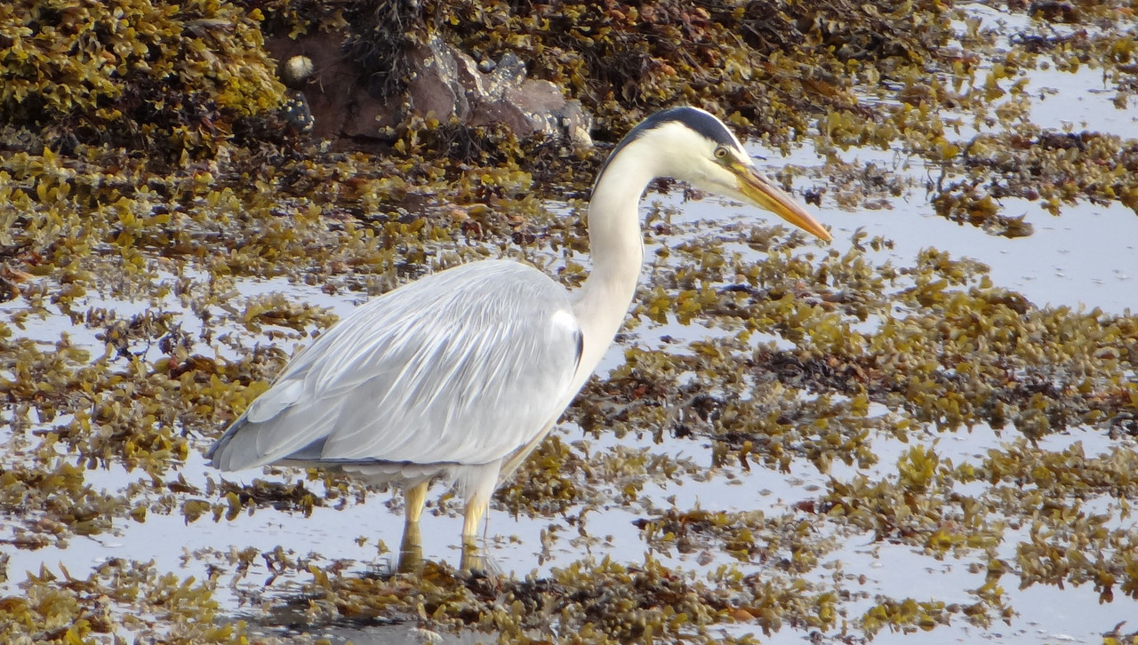 HERON 9