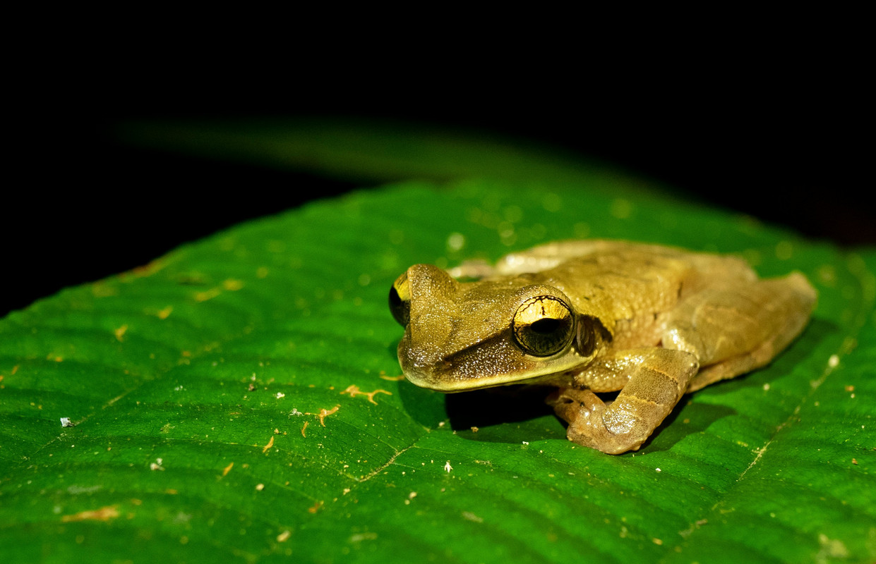 
							Amazon Wildlife