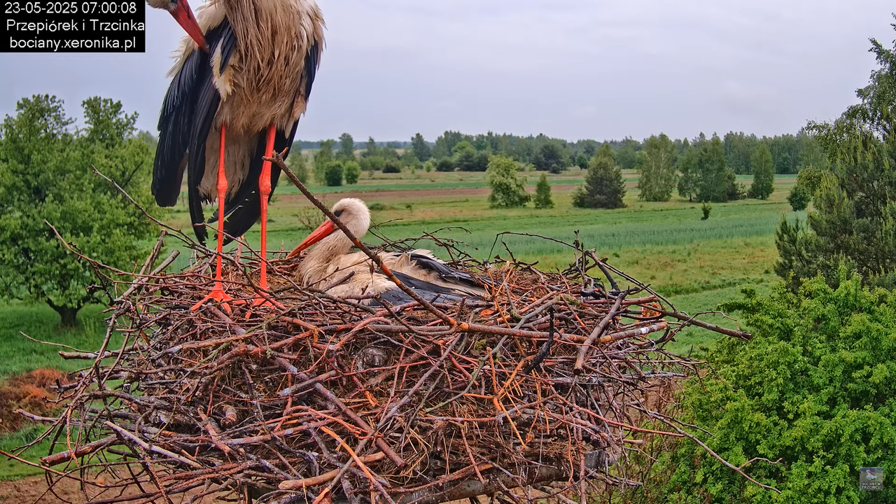 23052025bociany9