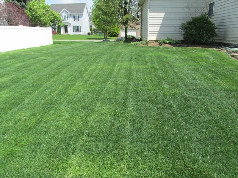 Lawn and Gardens  05.04.2019  (9)