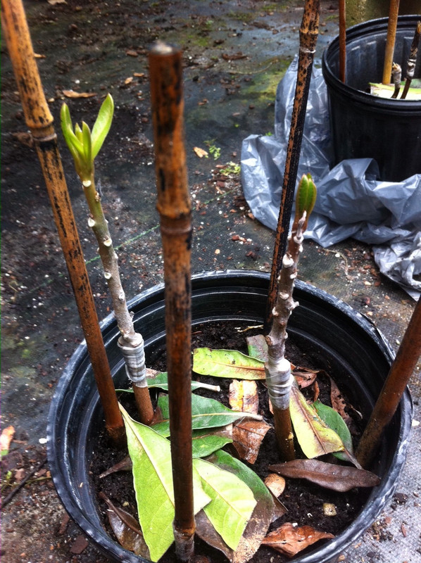 lucuma1